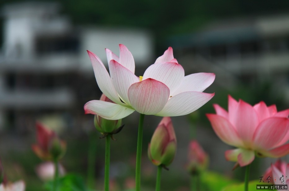 QQ图片20130611112628.jpg