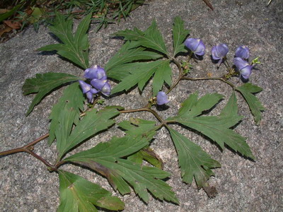 2_24173057.jpg