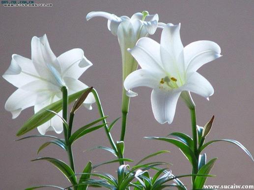 百合花儿开