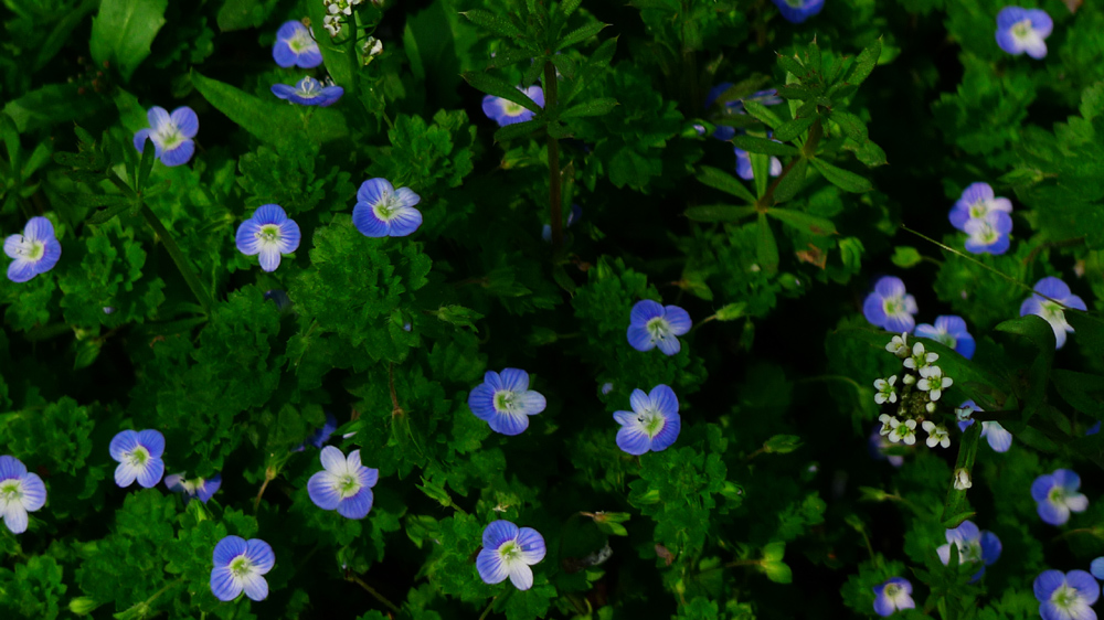 P1010238.JPG