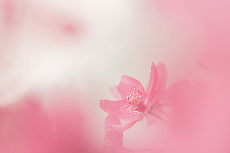 粉红的回忆 (3).jpg