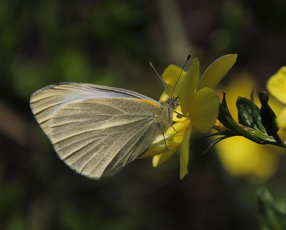 DSC_0159.jpg