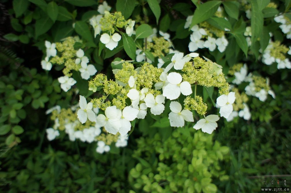 DSC00535_调整大小.JPG