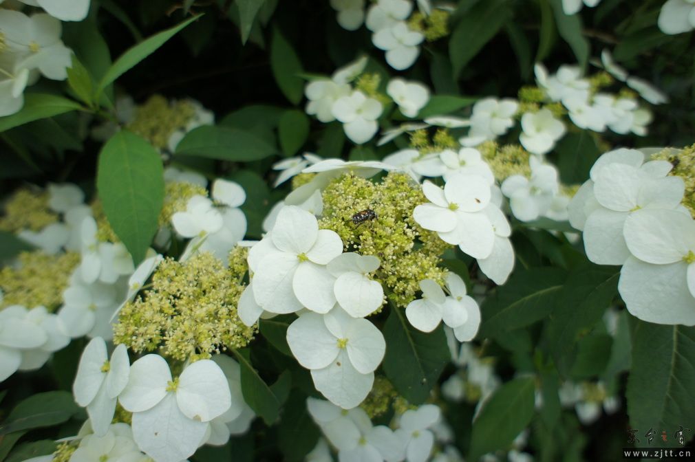 DSC00538_调整大小.JPG