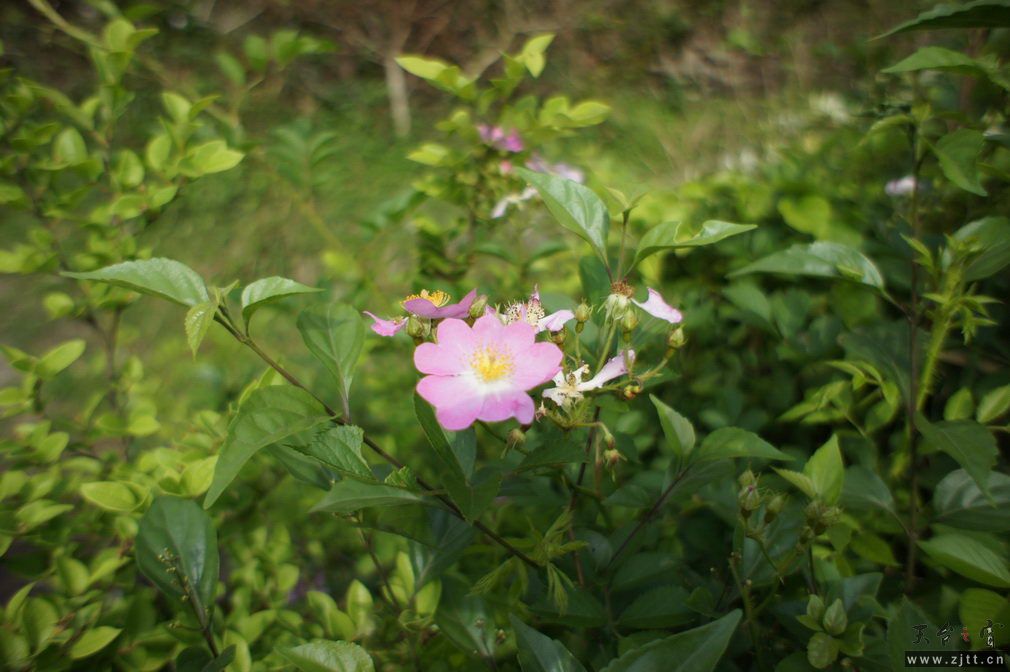 DSC00556_调整大小.jpg