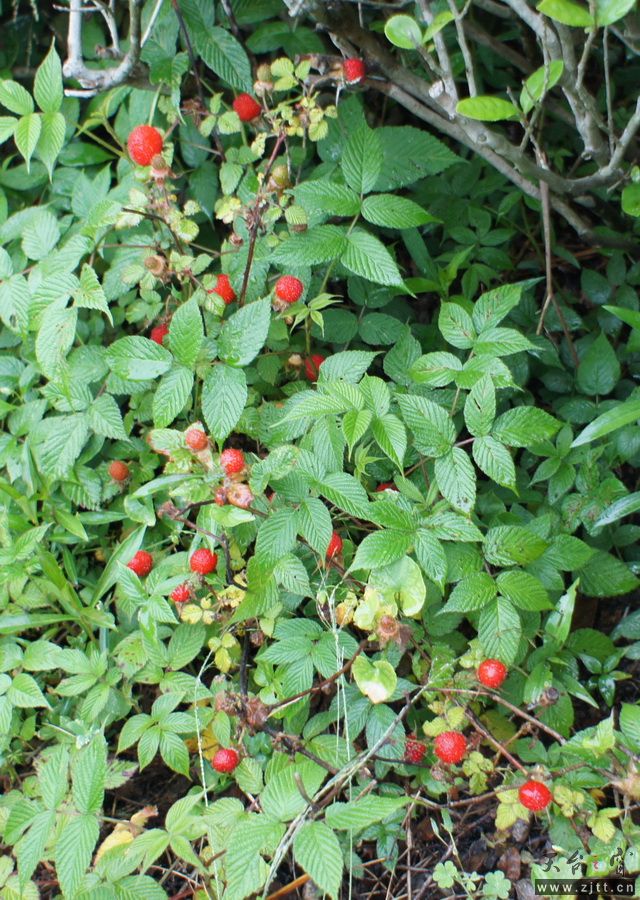 DSC00865-1.JPG