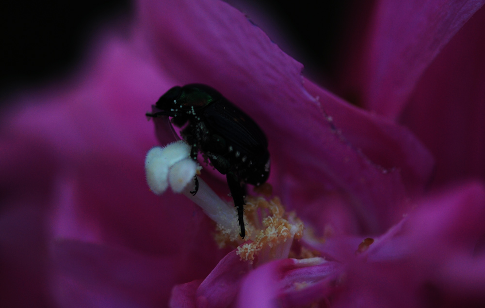 DSC_8360.jpg