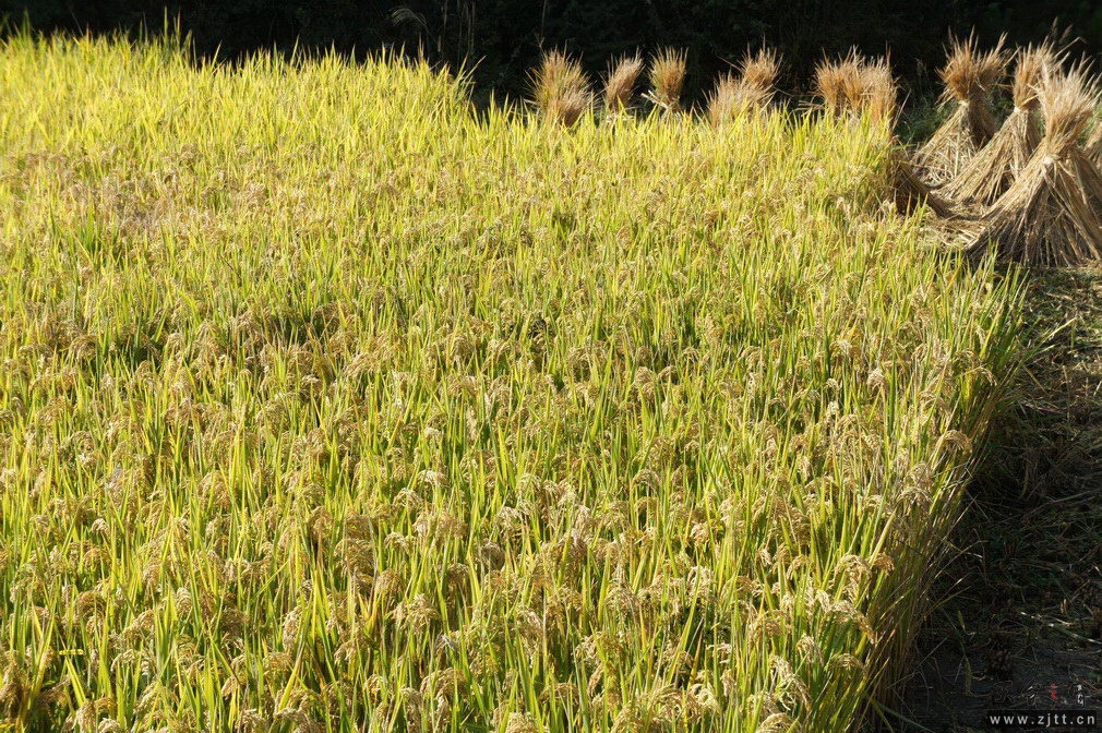 DSC01468_调整大小.jpg