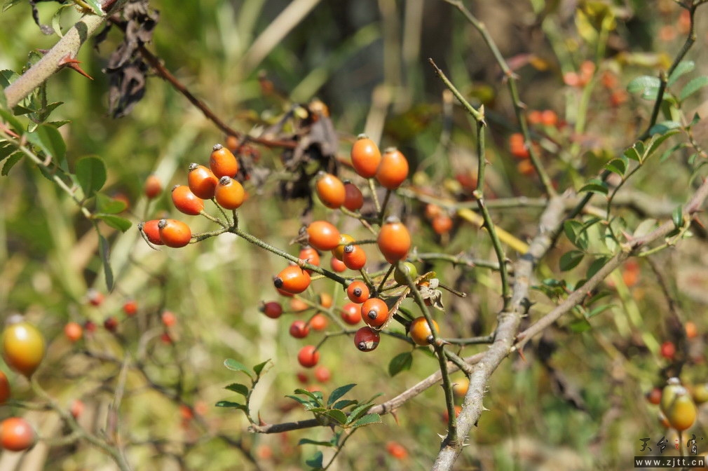 DSC01510_调整大小.jpg