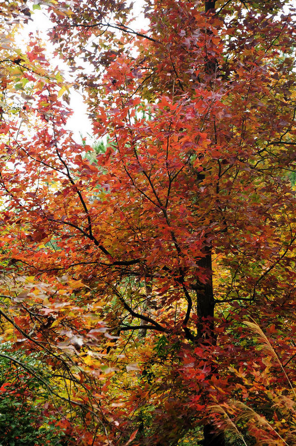 DSC_0086.jpg