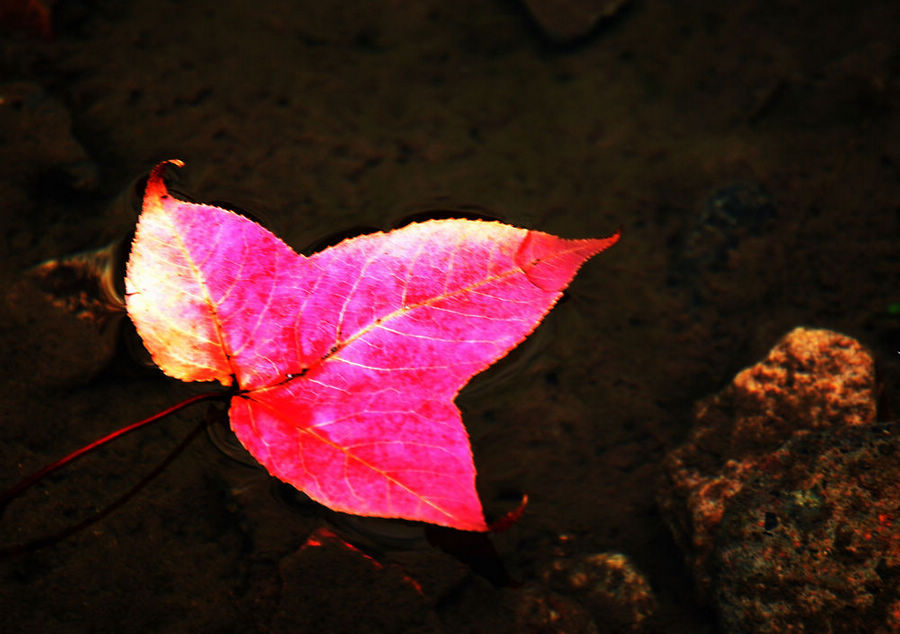 DSC_0100.jpg