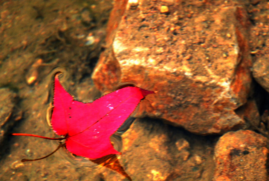 DSC_0101.jpg