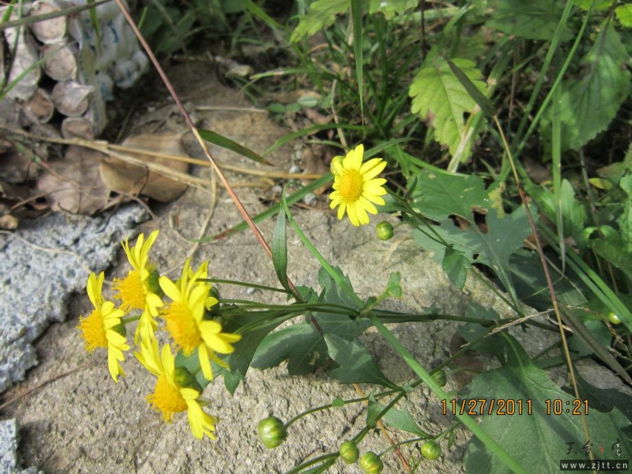 IMG_0211.jpg
