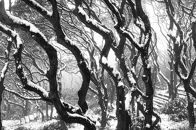 杜鹃林雪景IMG_6813.jpg