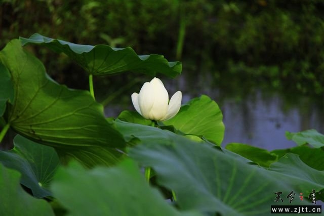 清丽