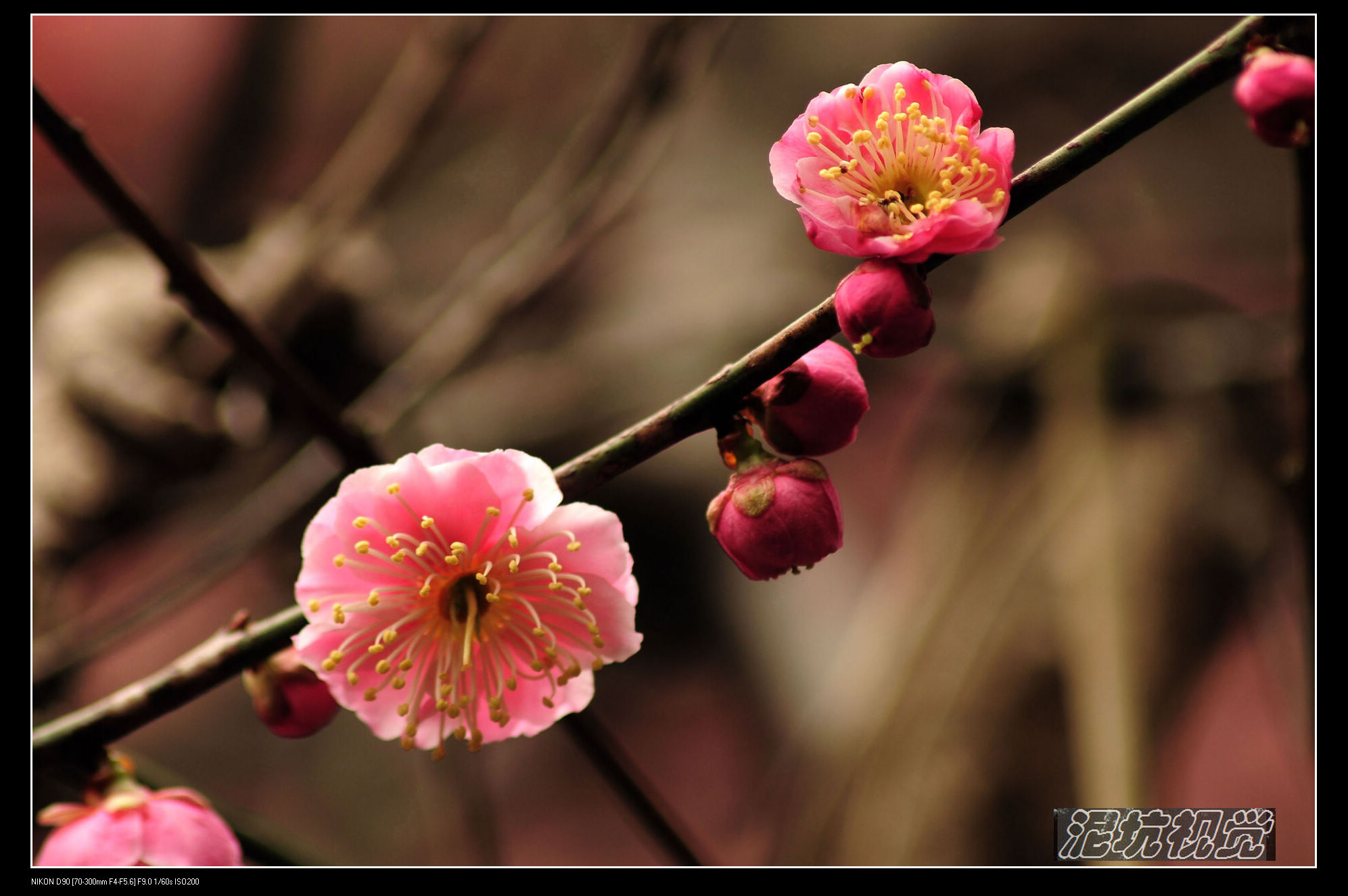 DSC_0031.jpg