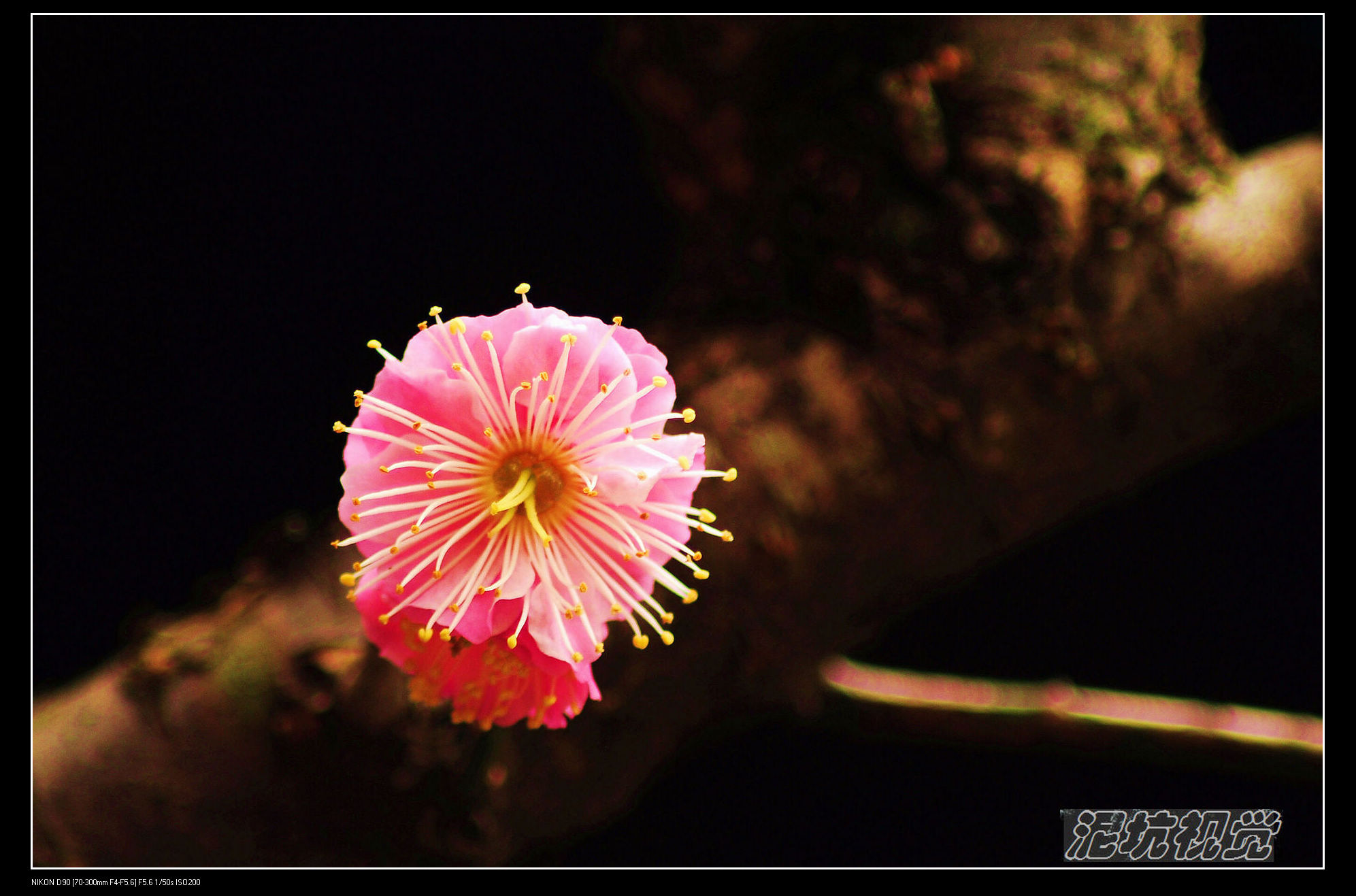DSC_0036.jpg