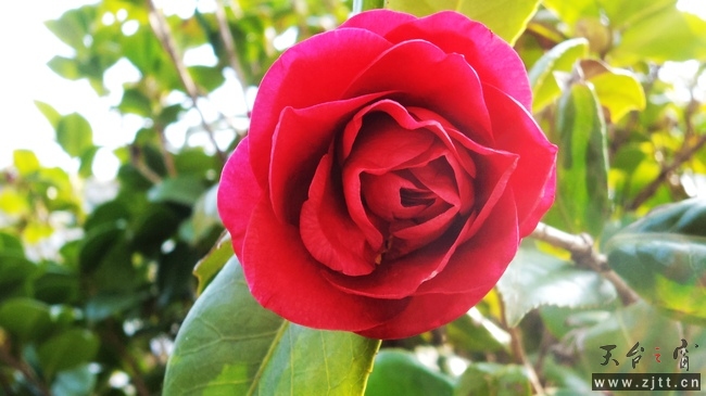 nEO_IMG_DSC00615.jpg