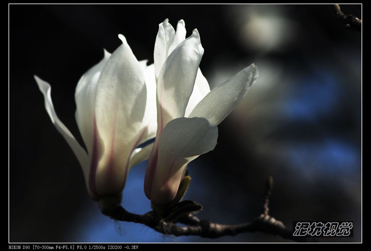 DSC_0044.jpg
