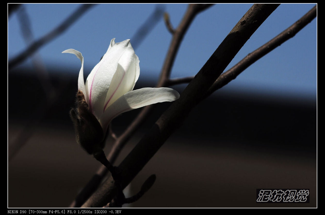DSC_0054.jpg
