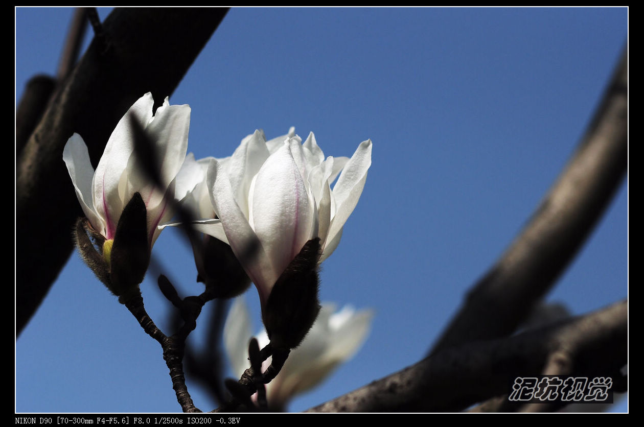 DSC_0055.jpg