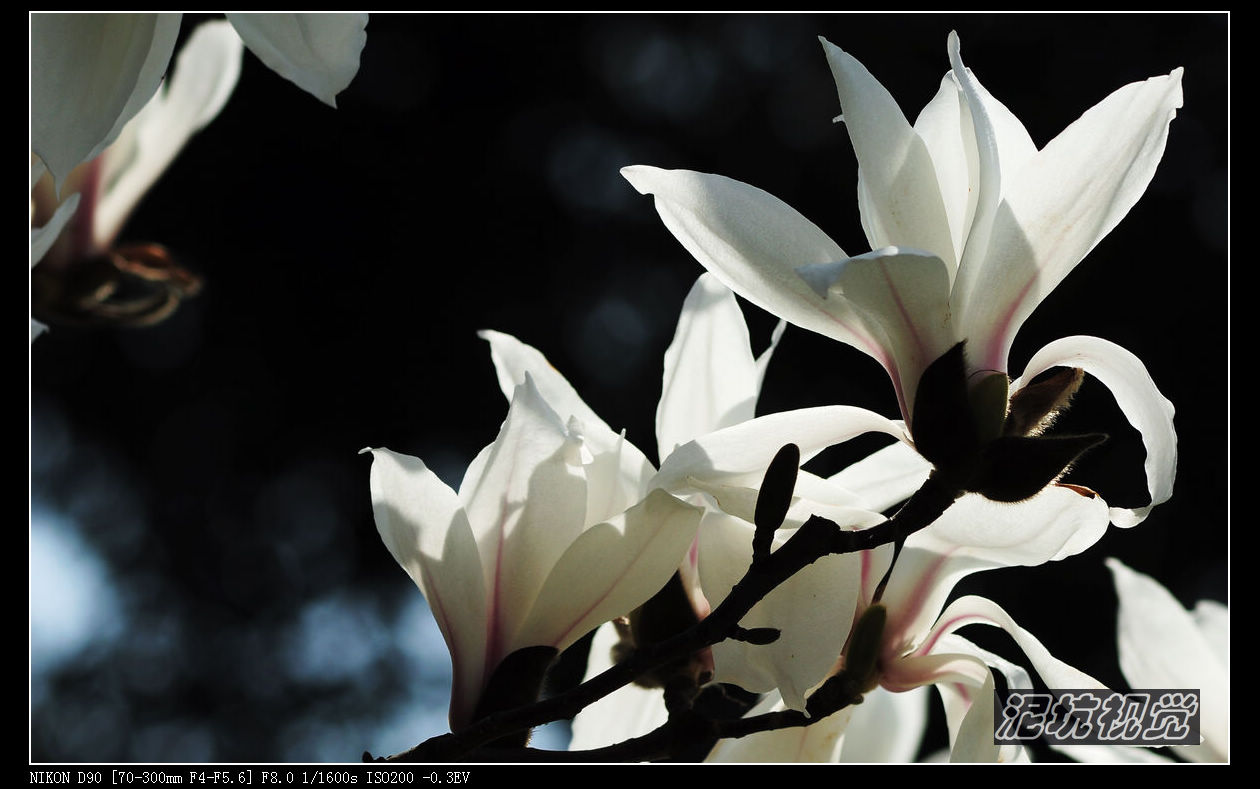 DSC_0060.jpg