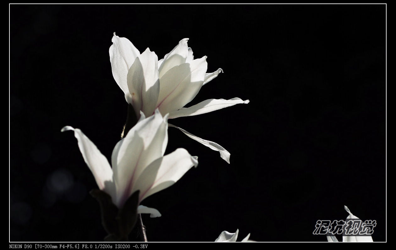 DSC_0062.jpg