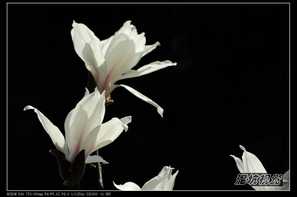 DSC_0070.jpg