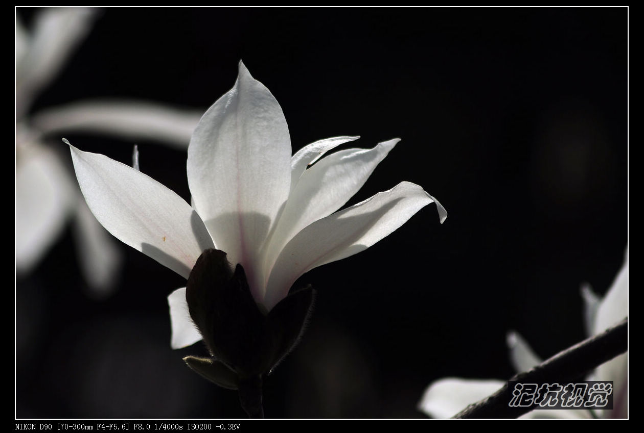 DSC_0071.jpg