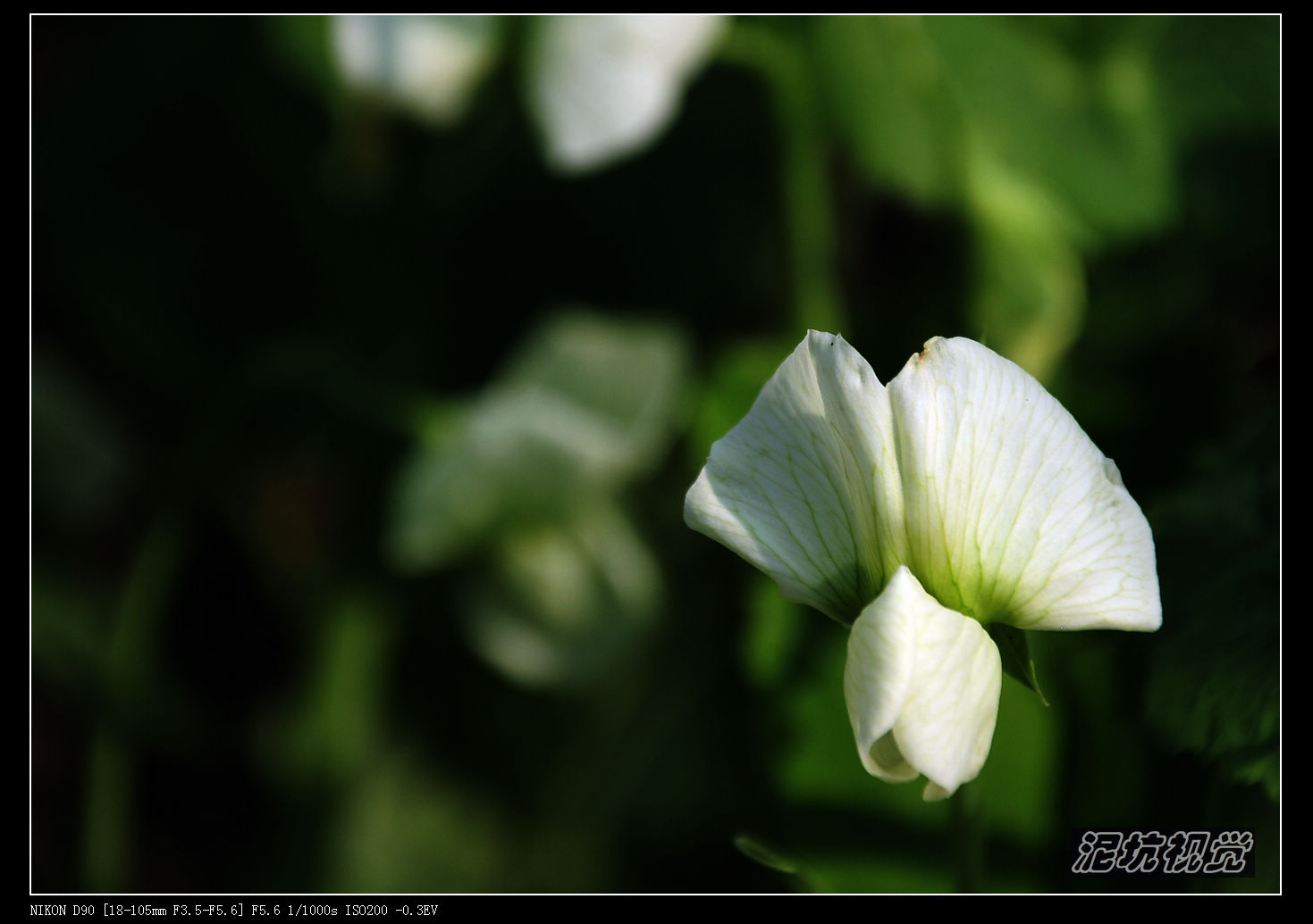 DSC_0102.jpg