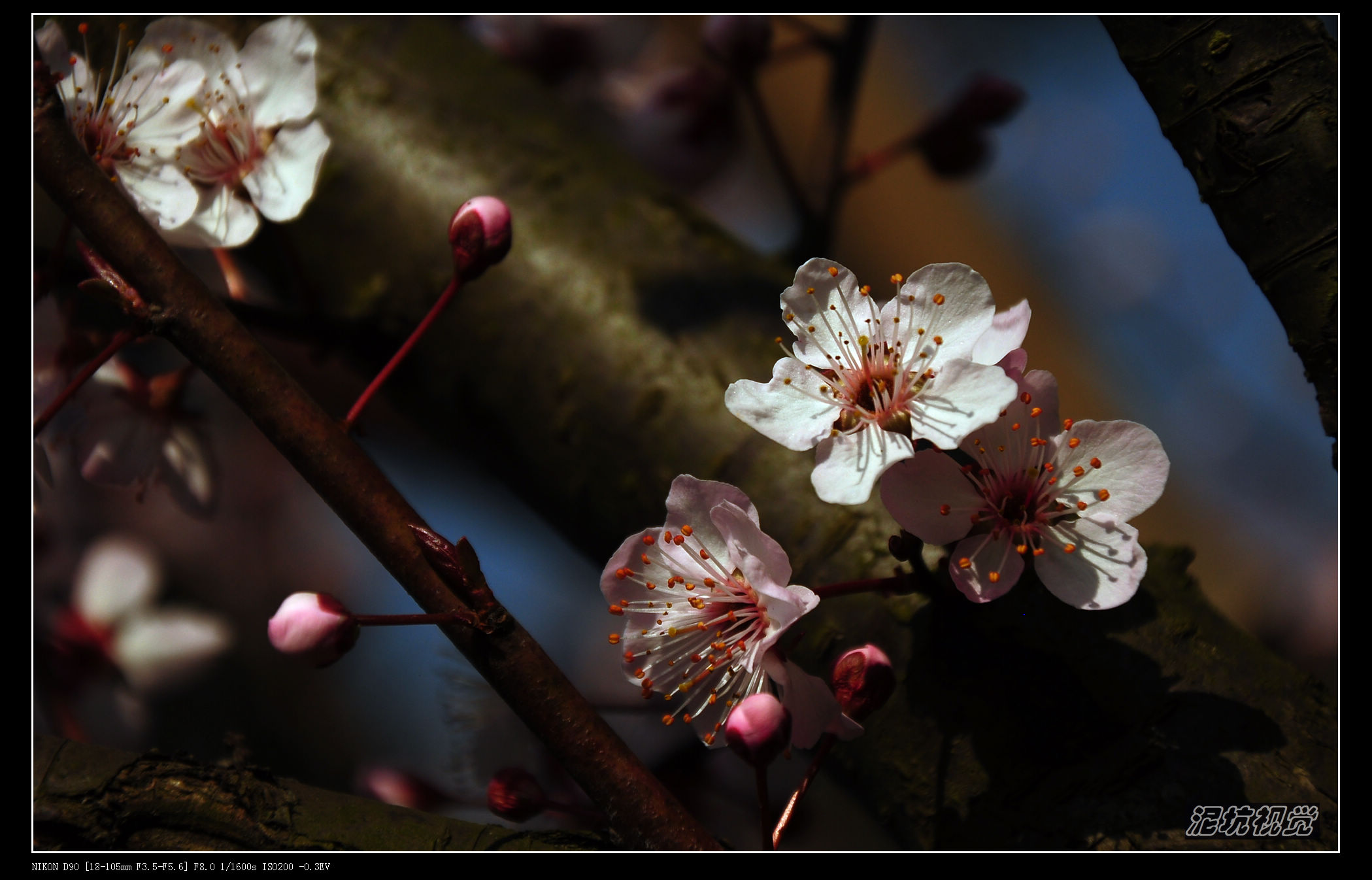 DSC_0003.jpg