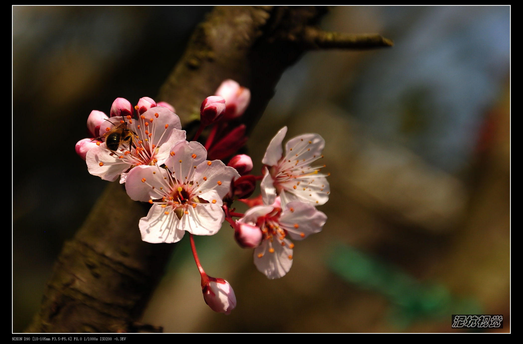 DSC_0006.jpg