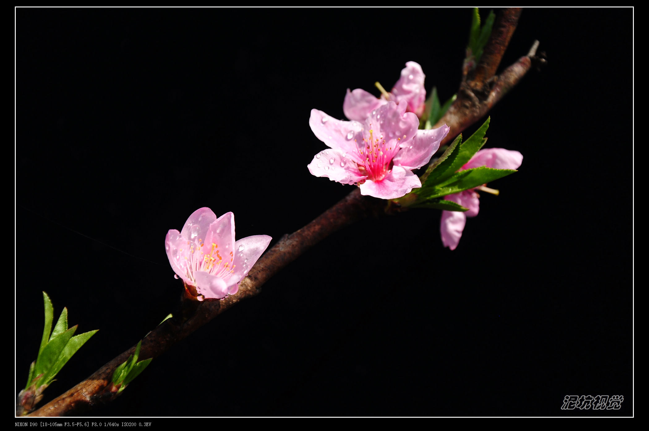 DSC_0069.jpg