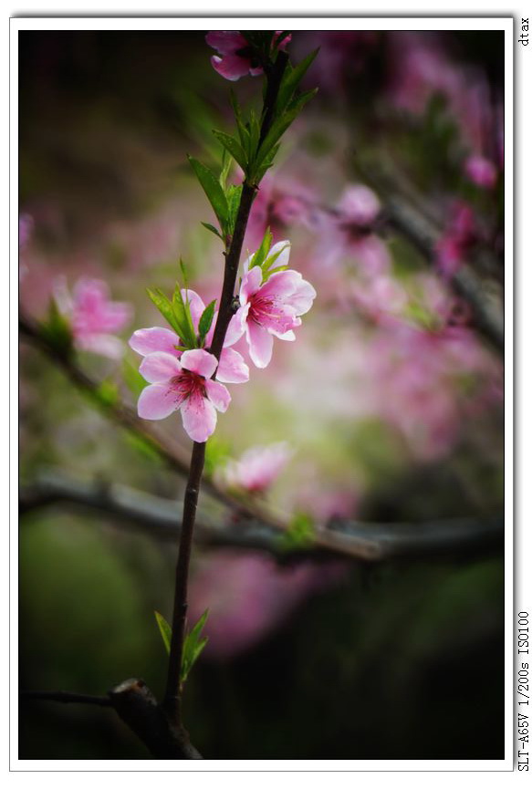 nEO_IMG_DSC07195.jpg