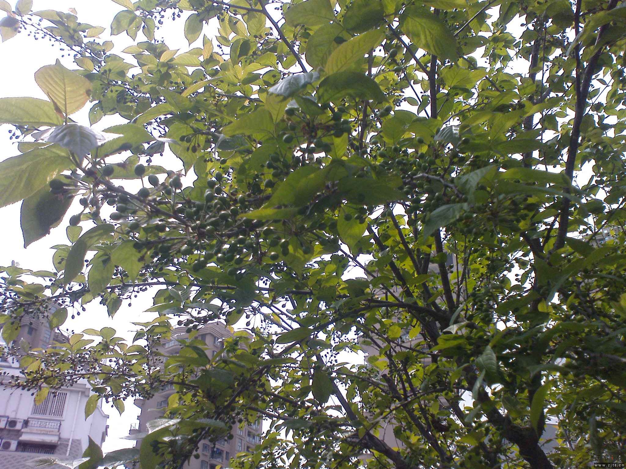 DSC00467.JPG