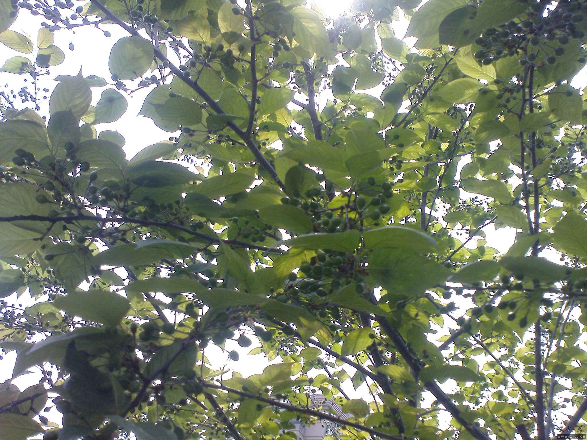 DSC00469.JPG