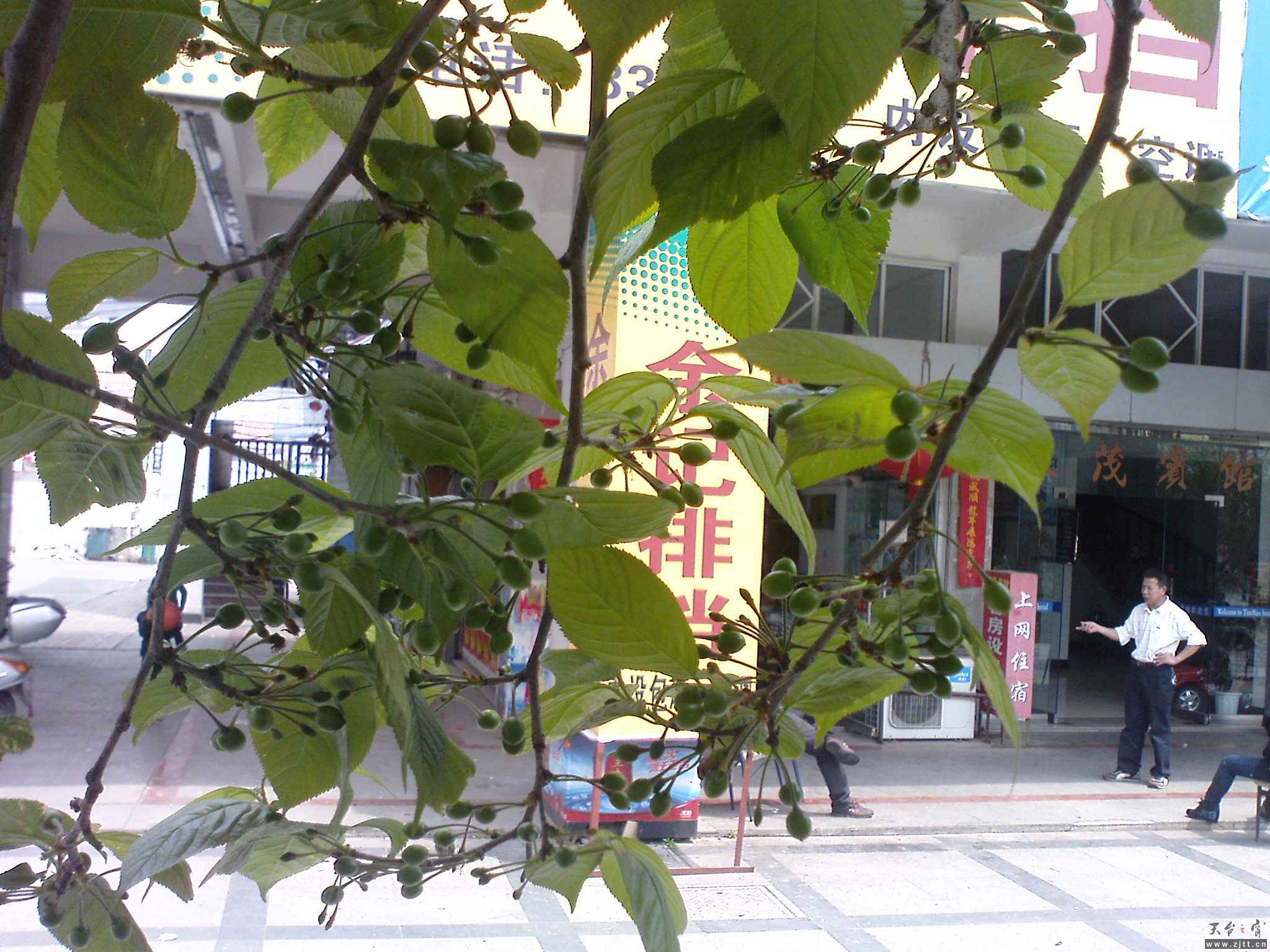 DSC00470.JPG