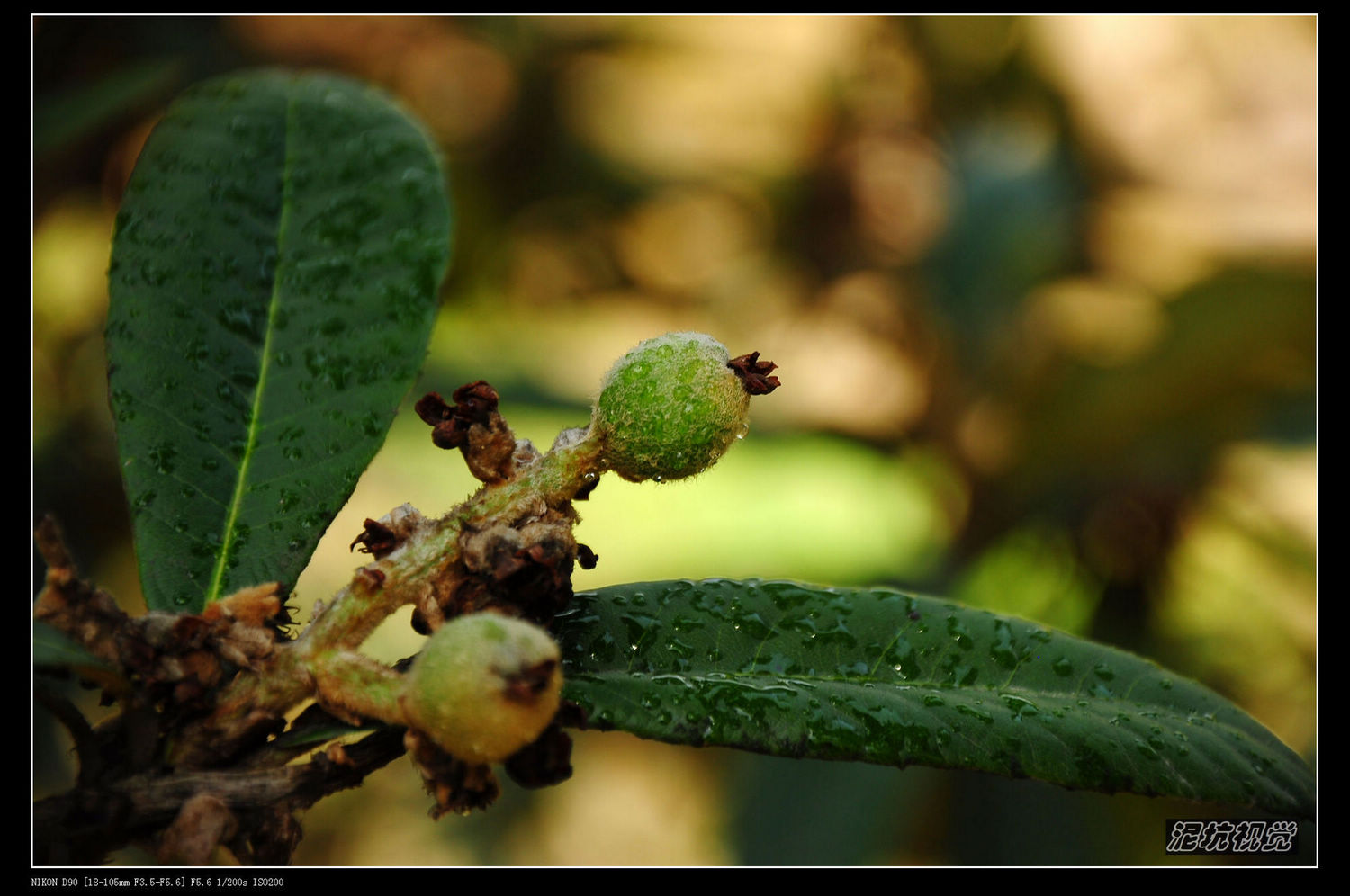 DSC_0175.jpg