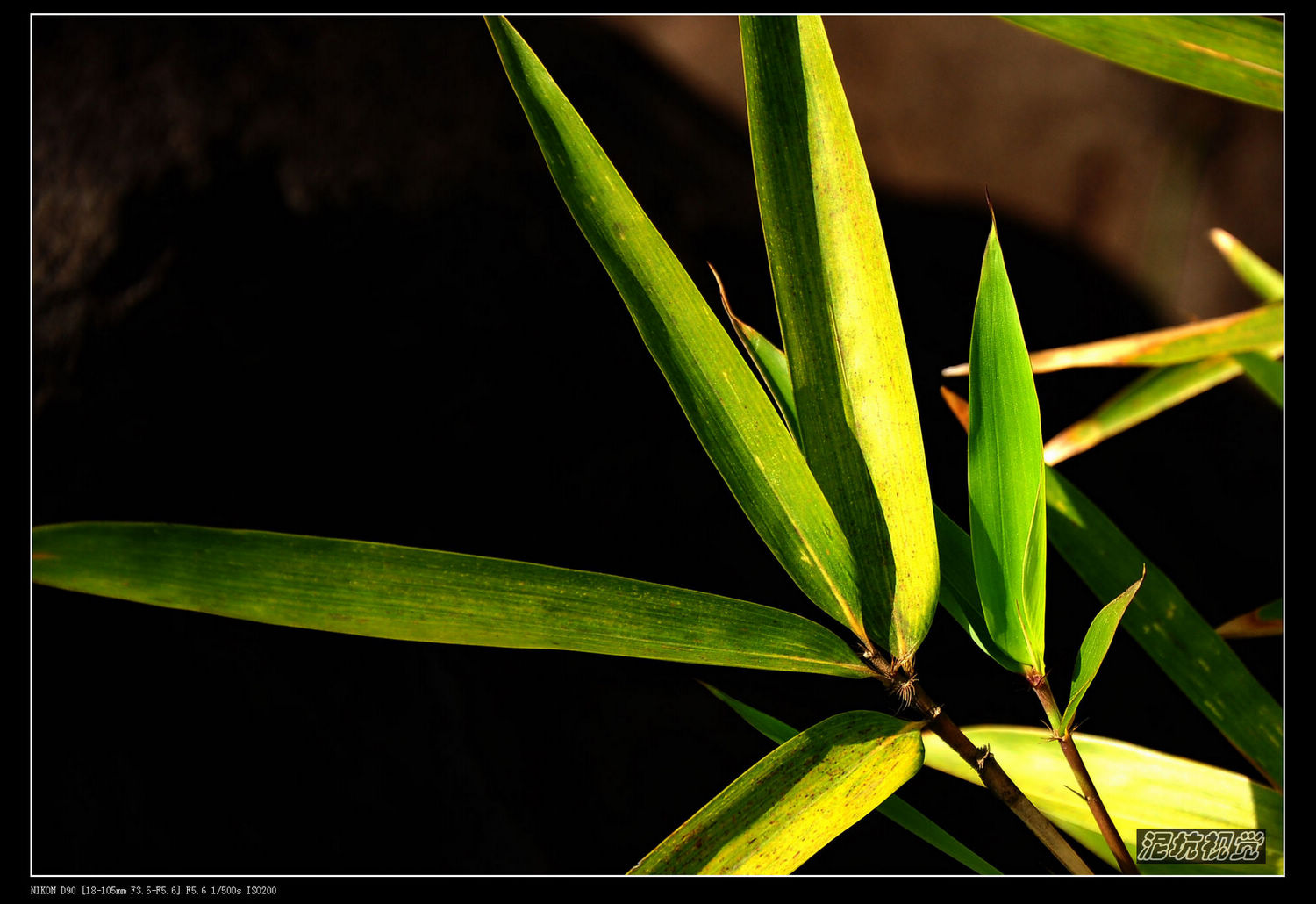DSC_0180.jpg