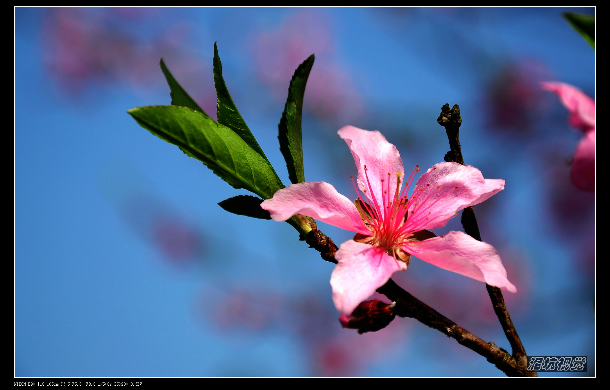 DSC_0033.jpg