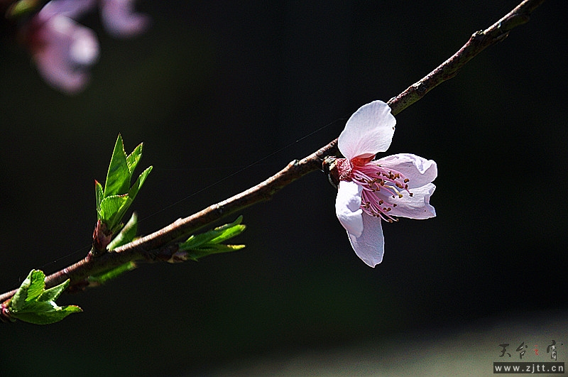 dsc_0063_副本.jpg