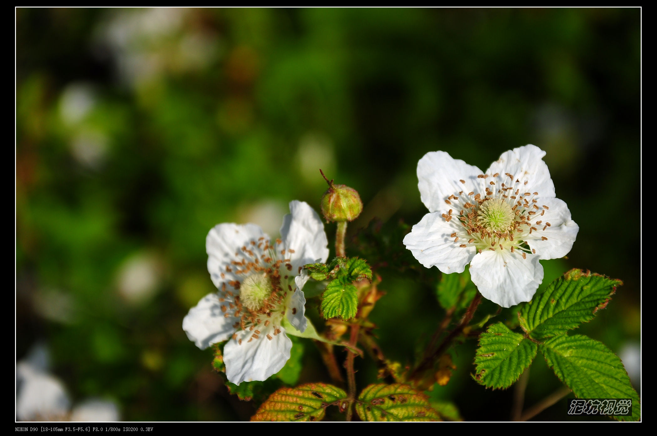 DSC_0012.jpg