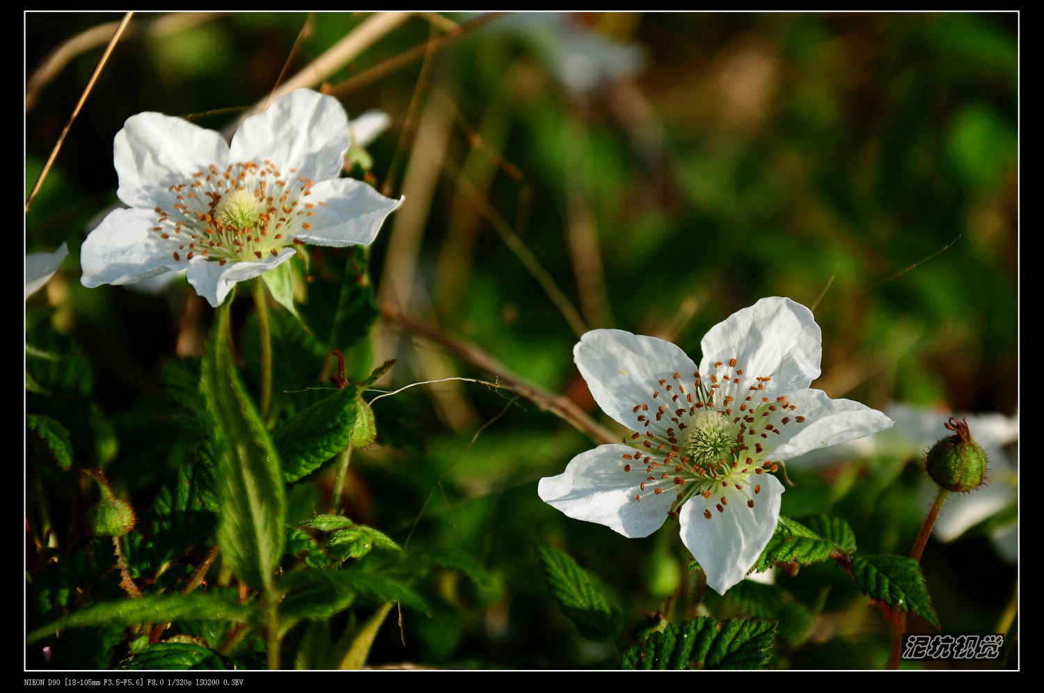 DSC_0016.jpg