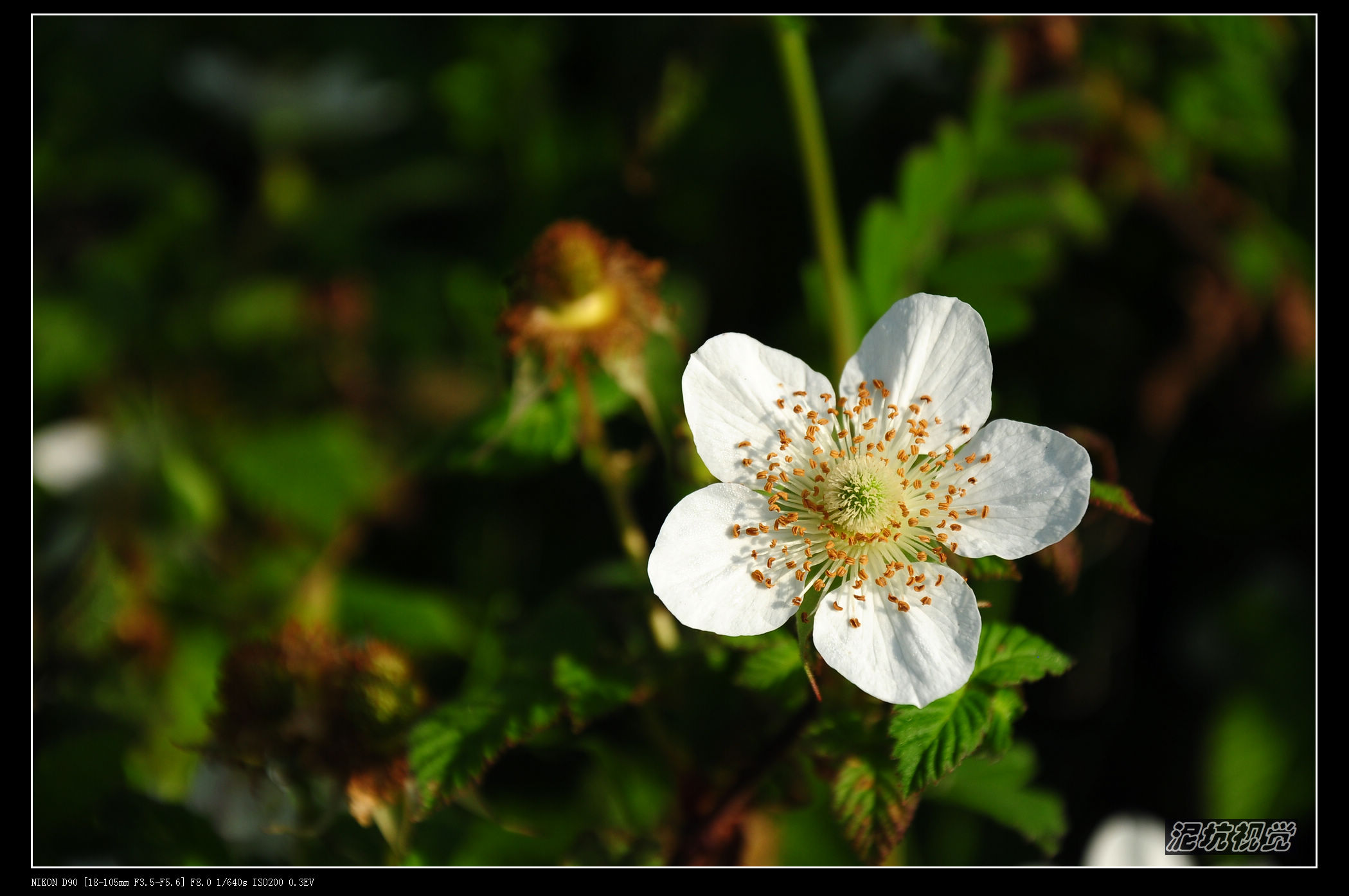 DSC_0017.jpg