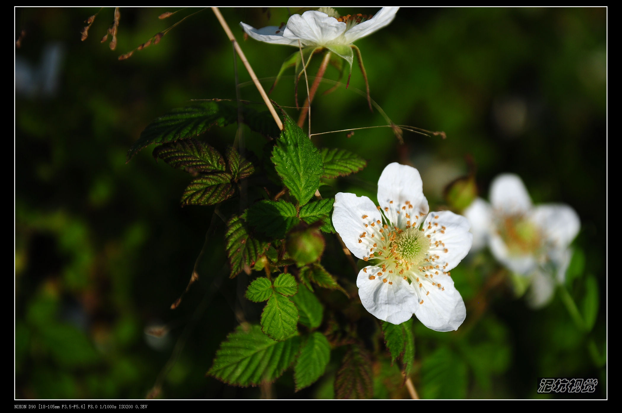 DSC_0018.jpg