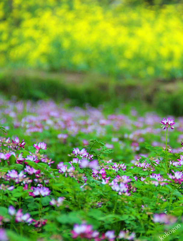 草籽花