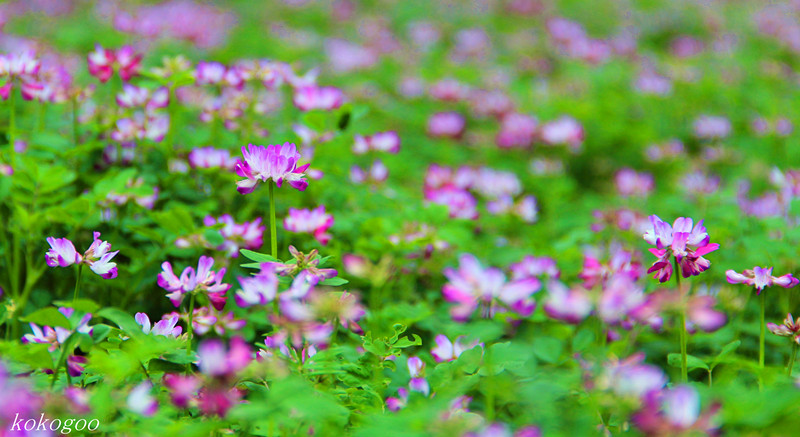 草籽花