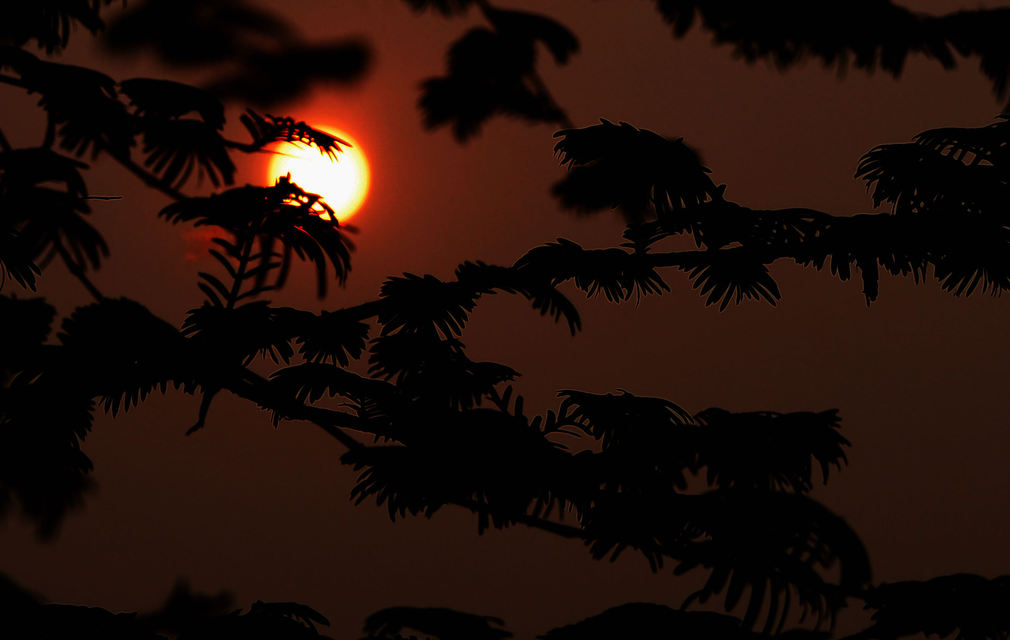 DSC_0169.jpg