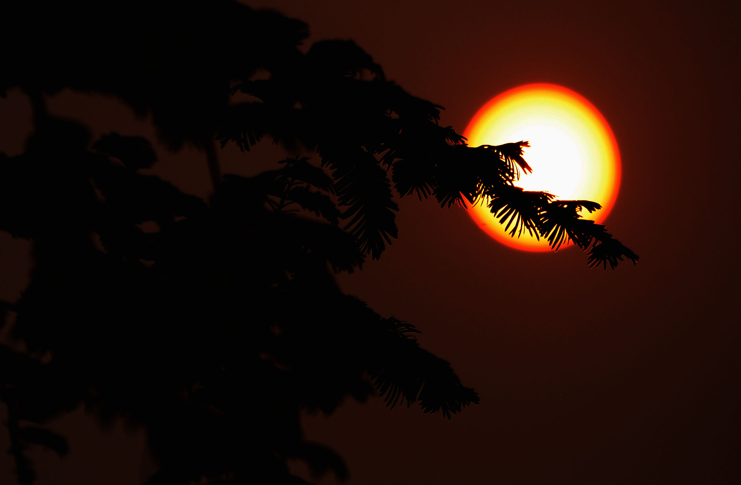 DSC_0175.jpg