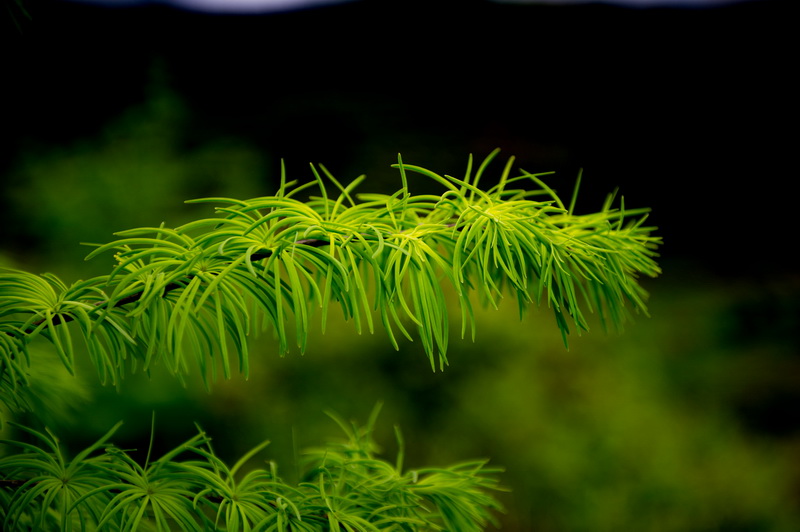 DSC_5511-1.jpg